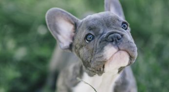 Tipos de diarrea en perros y su significado en la salud