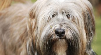 Perros mojados en la lluvia. ¿Le gusta mojarse y no se resguarda?