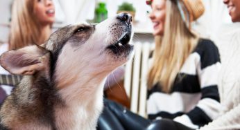 ¿Por qué mi perro vomita amarillo y espuma blanca? – SOLUCIÓN