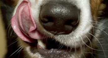 No tengo dinero para sacrificar, operar, curar ni alimentar a mi perro, ¿qué hago?