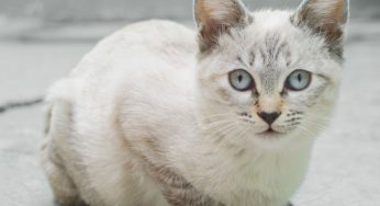 ¿Cómo hacer que tres gatos se lleven bien, se acepten y sean amigos?